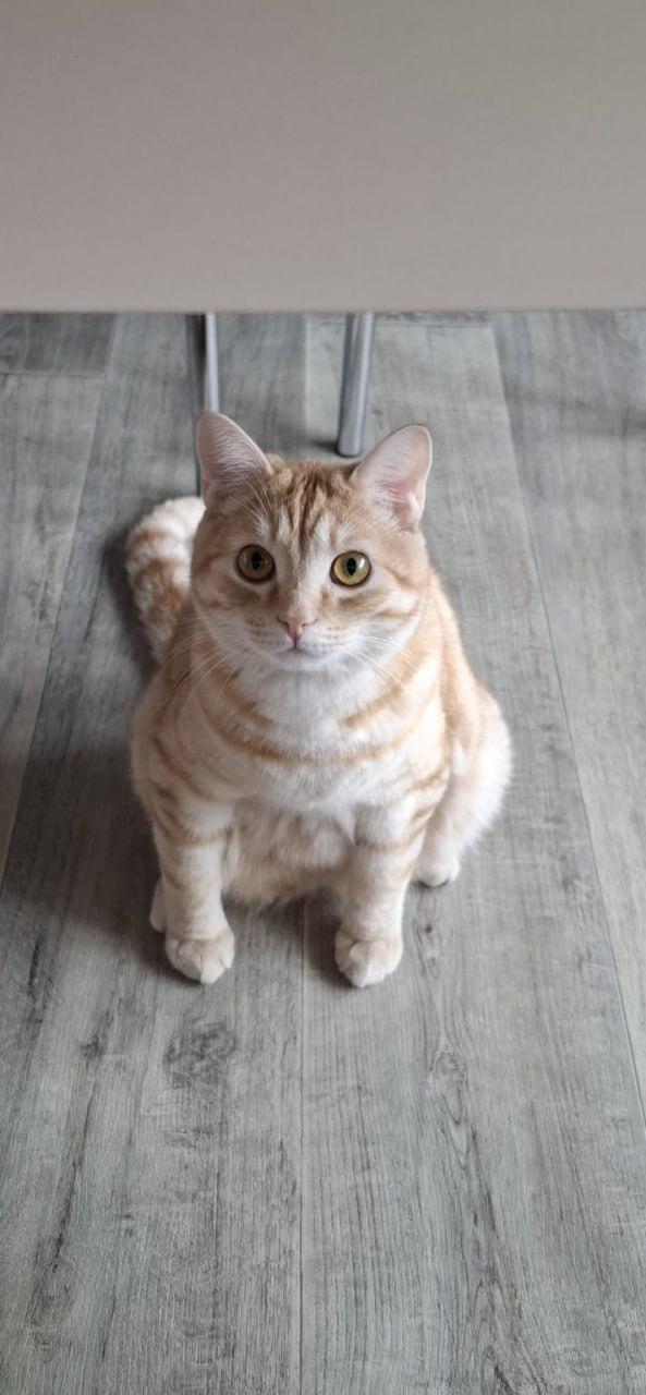 Фото В Новосибирске опубликованы кадры питомцев в День рыжего кота 13